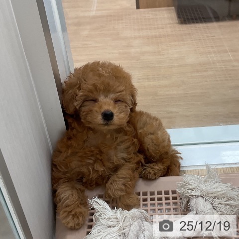 福岡県のトイプードル(トイ) (ペットプラス 香椎浜店/2025年10月17日生まれ/女の子/アプリコット)の子犬の4枚目の画像