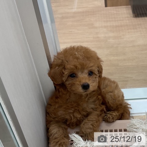 福岡県のトイプードル(トイ) (ペットプラス 香椎浜店/2025年10月17日生まれ/女の子/アプリコット)の子犬の3枚目の画像