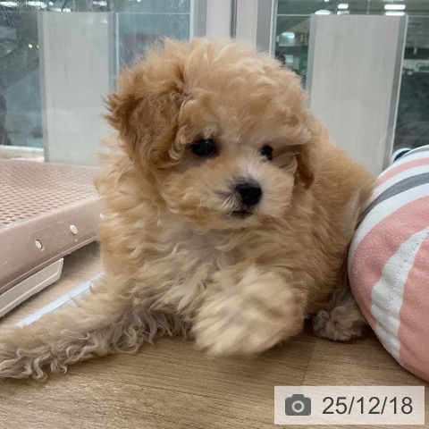福岡県のトイプードル(トイ) (ペットプラス 八幡東店/2025年10月17日生まれ/女の子/アプリコット)の子犬の4枚目の画像