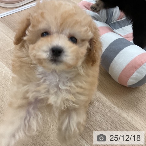 福岡県のトイプードル(トイ) (ペットプラス 八幡東店/2025年10月17日生まれ/女の子/アプリコット)の子犬の3枚目の画像