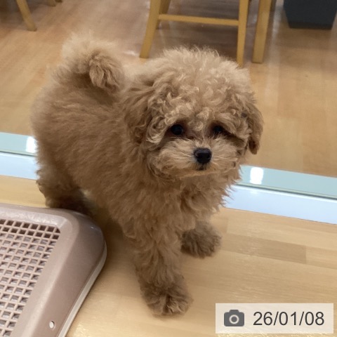 福岡県のトイプードル(トイ) (ペットプラス 黒崎店/2025年10月17日生まれ/女の子/アプリコット)の子犬の4枚目の画像