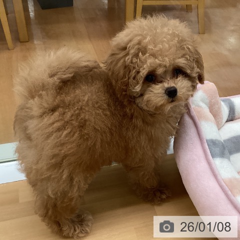 福岡県のトイプードル(トイ) (ペットプラス 黒崎店/2025年10月17日生まれ/女の子/アプリコット)の子犬の3枚目の画像