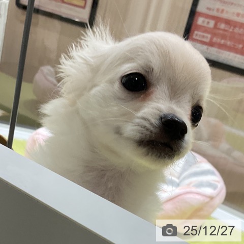 福岡県のチワワ(ロング) (ペットプラス 福岡店/2025年10月17日生まれ/女の子/ホワイトクリーム)の子犬の4枚目の画像