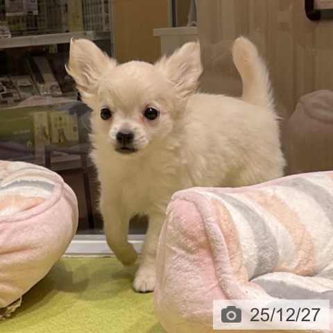 福岡県のチワワ(ロング) (ペットプラス 福岡店/2025年10月17日生まれ/女の子/ホワイトクリーム)の子犬の3枚目の画像