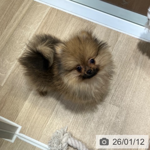 神奈川県のポメラニアン (ペットプラス 湘南平塚店/2025年10月15日生まれ/男の子/オレンジ)の子犬の3枚目の画像