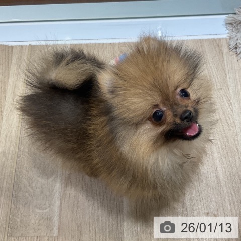 神奈川県のポメラニアン (ペットプラス 湘南平塚店/2025年10月15日生まれ/男の子/オレンジ)の子犬の3枚目の画像