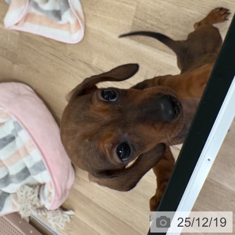 福岡県のミニチュアダックスフンド(ロング) (ペットプラス ららぽーと福岡店/2025年10月16日生まれ/女の子/レッド)の子犬の4枚目の画像