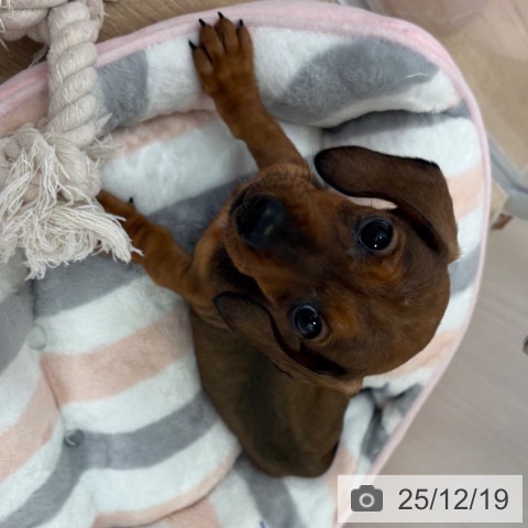 福岡県のミニチュアダックスフンド(ロング) (ペットプラス ららぽーと福岡店/2025年10月16日生まれ/女の子/レッド)の子犬の3枚目の画像