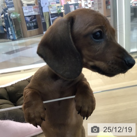 ミニチュア・ダックスフンドの写真