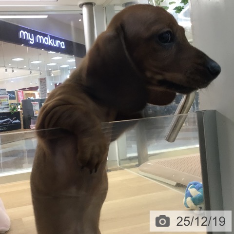 ミニチュア・ダックスフンドの写真