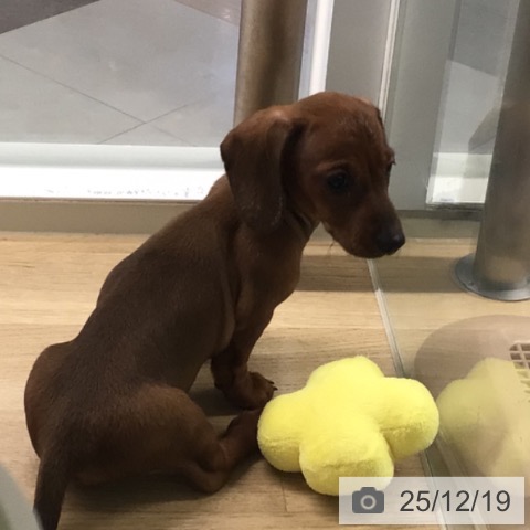 宮崎県のミニチュアダックスフンド(ロング) (ペットプラス 宮崎店/2025年10月16日生まれ/女の子/レッド)の子犬の4枚目の画像