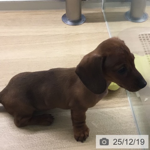 宮崎県のミニチュアダックスフンド(ロング) (ペットプラス 宮崎店/2025年10月16日生まれ/女の子/レッド)の子犬の3枚目の画像