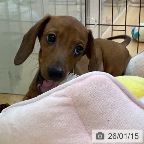 福岡県のミニチュアダックスフンド(ロング) (ペットプラス 福岡店/2025年10月16日生まれ/女の子/レッド)の子犬の4枚目の画像