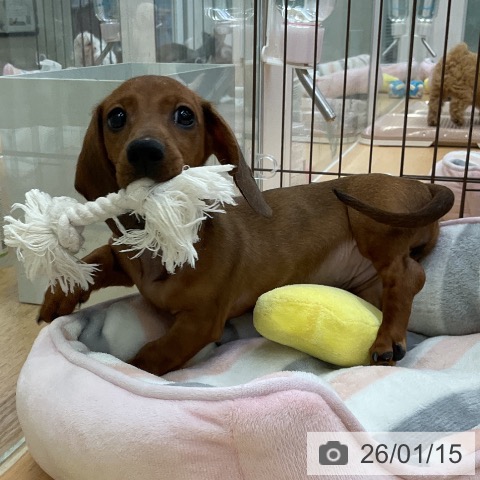 福岡県のミニチュアダックスフンド(ロング) (ペットプラス 福岡店/2025年10月16日生まれ/女の子/レッド)の子犬の3枚目の画像