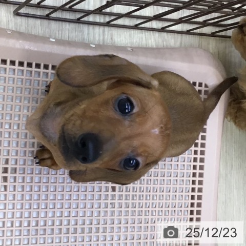 沖縄県のミニチュアダックスフンド(ロング) (ペットプラス 沖縄ライカム店/2025年10月16日生まれ/女の子/レッド)の子犬の4枚目の画像