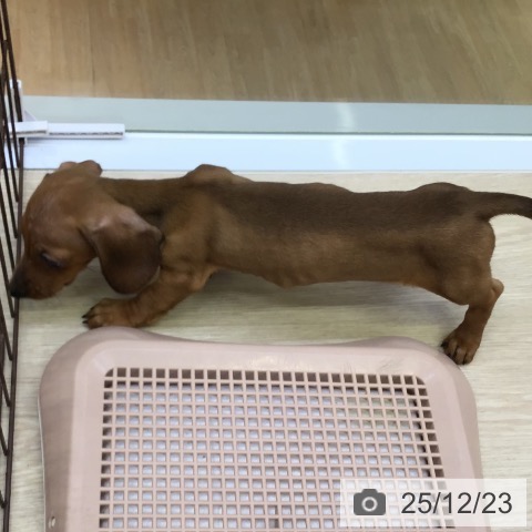 沖縄県のミニチュアダックスフンド(ロング) (ペットプラス 沖縄ライカム店/2025年10月16日生まれ/女の子/レッド)の子犬の3枚目の画像