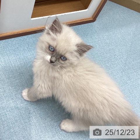長崎県のラグドール (ペットプラス 長崎店/2025年10月15日生まれ/女の子/ブルーポイントミテッド)の子猫の4枚目の画像