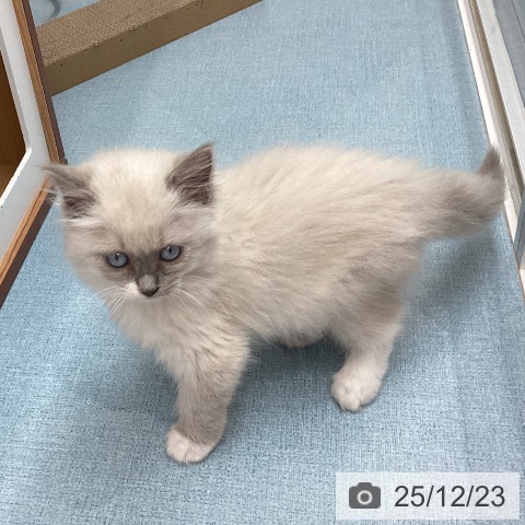 長崎県のラグドール (ペットプラス 長崎店/2025年10月15日生まれ/女の子/ブルーポイントミテッド)の子猫の3枚目の画像