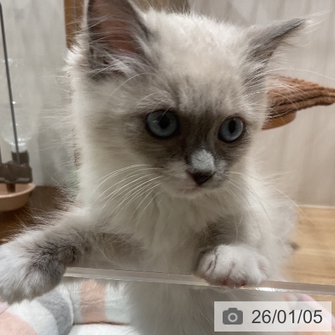 福岡県のラグドール (ペットプラス 八幡東店/2025年10月15日生まれ/女の子/ブルーポイントミテッド)の子猫の4枚目の画像