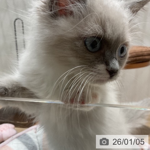 福岡県のラグドール (ペットプラス 八幡東店/2025年10月15日生まれ/女の子/ブルーポイントミテッド)の子猫の3枚目の画像