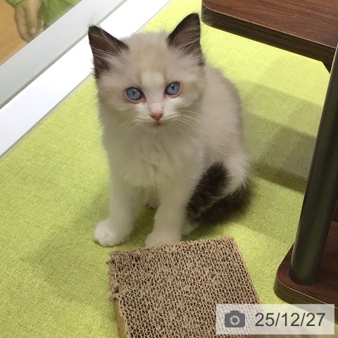 ラグドールの写真