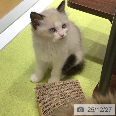 ラグドールの写真