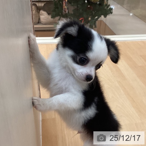 福岡県のチワワ(ロング) (ペットプラス 福岡伊都店/2025年10月16日生まれ/男の子/ブラックタンホワイト)の子犬の4枚目の画像