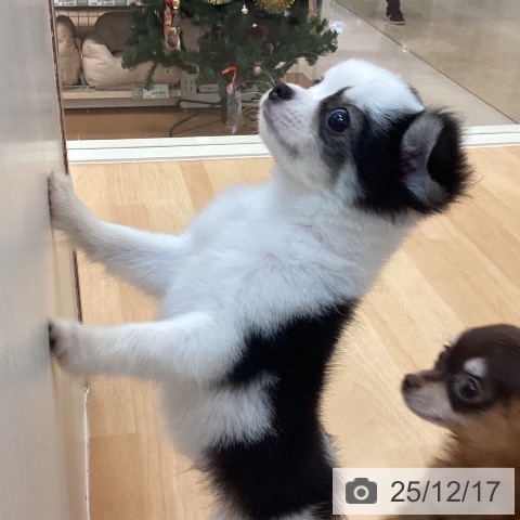 福岡県のチワワ(ロング) (ペットプラス 福岡伊都店/2025年10月16日生まれ/男の子/ブラックタンホワイト)の子犬の3枚目の画像