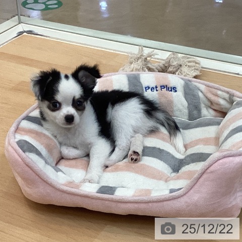 福岡県のチワワ(ロング) (ペットプラス 福岡伊都店/2025年10月16日生まれ/男の子/ブラックタンホワイト)の子犬の3枚目の画像