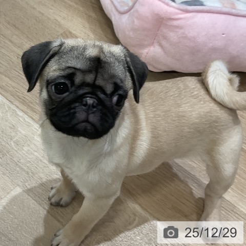 福岡県のパグ (ペットプラス 香椎浜店/2025年9月28日生まれ/女の子/フォーン)の子犬の4枚目の画像
