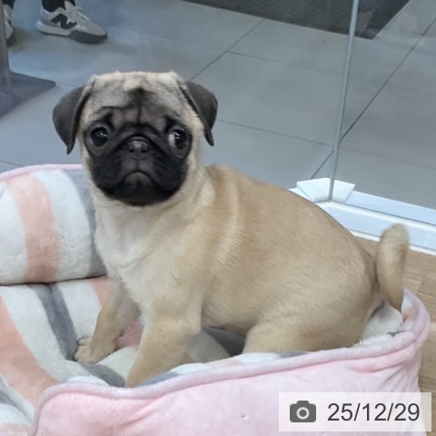 福岡県のパグ (ペットプラス 香椎浜店/2025年9月28日生まれ/女の子/フォーン)の子犬の3枚目の画像