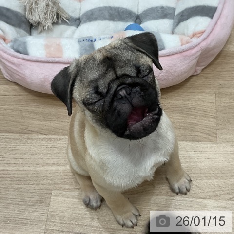 福岡県のパグ (ペットプラス 香椎浜店/2025年9月28日生まれ/女の子/フォーン)の子犬の4枚目の画像