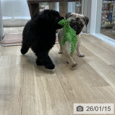 福岡県のパグ (ペットプラス 香椎浜店/2025年9月28日生まれ/女の子/フォーン)の子犬の3枚目の画像