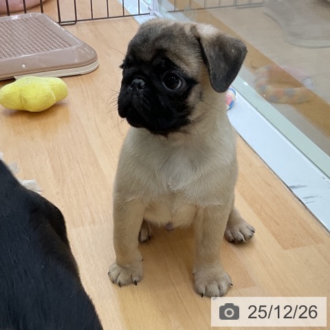 福岡県のパグ (ペットプラス 福岡店/2025年10月14日生まれ/男の子/フォーン)の子犬の4枚目の画像