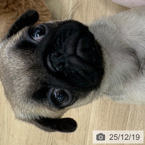 福岡県のパグ (ペットプラス ららぽーと福岡店/2025年10月14日生まれ/男の子/フォーン)の子犬の4枚目の画像