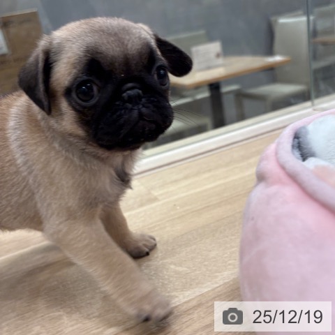 福岡県のパグ (ペットプラス ららぽーと福岡店/2025年10月14日生まれ/男の子/フォーン)の子犬の3枚目の画像