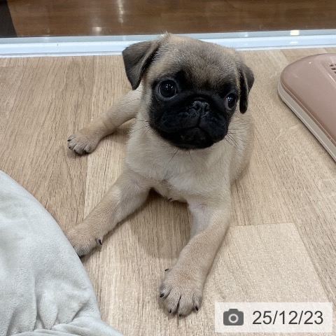 福岡県のパグ (ペットプラス 八幡東店/2025年10月14日生まれ/男の子/フォーン)の子犬の4枚目の画像