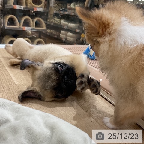 福岡県のパグ (ペットプラス 八幡東店/2025年10月14日生まれ/男の子/フォーン)の子犬の3枚目の画像