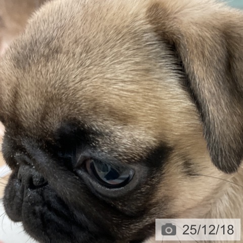 パグの写真