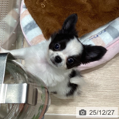 千葉県のチワワ(ロング) (ペットプラス 柏店/2025年10月16日生まれ/男の子/ホワイトブラック)の子犬の3枚目の画像