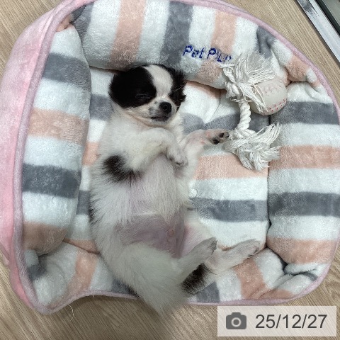 千葉県のチワワ(ロング) (ペットプラス 柏店/2025年10月16日生まれ/男の子/ホワイトブラック)の子犬の4枚目の画像