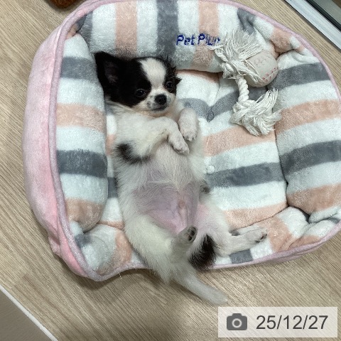 千葉県のチワワ(ロング) (ペットプラス 柏店/2025年10月16日生まれ/男の子/ホワイトブラック)の子犬の3枚目の画像