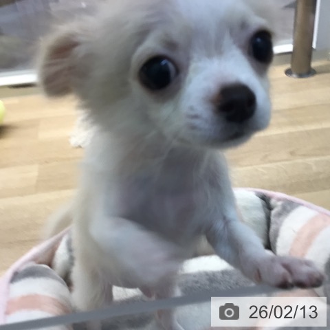 宮崎県のチワワ(ロング) (ペットプラス 宮崎店/2025年10月16日生まれ/男の子/クリームホワイト)の子犬の3枚目の画像