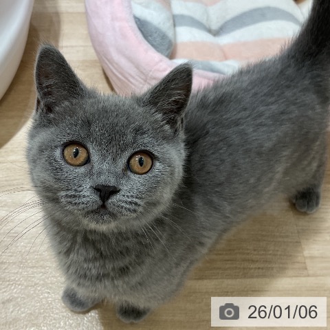 福岡県のブリティッシュショートヘアー (ペットプラス 香椎浜店/2025年10月12日生まれ/女の子/ブルー)の子猫の4枚目の画像