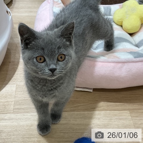 福岡県のブリティッシュショートヘアー (ペットプラス 香椎浜店/2025年10月12日生まれ/女の子/ブルー)の子猫の3枚目の画像