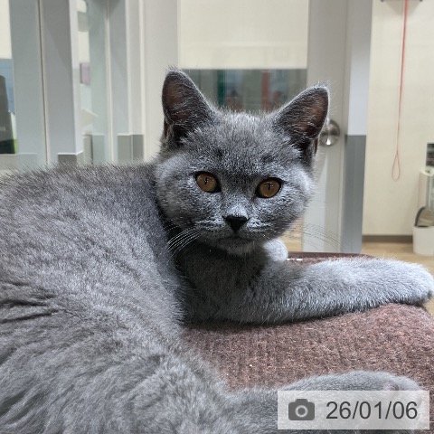 福岡県のブリティッシュショートヘアー (ペットプラス 香椎浜店/2025年10月12日生まれ/女の子/ブルー)の子猫の3枚目の画像