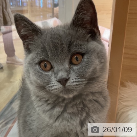 福岡県のブリティッシュショートヘアー (ペットプラス 小倉南店/2025年10月12日生まれ/女の子/ブルー)の子猫の4枚目の画像