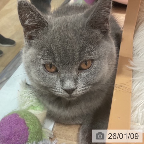 福岡県のブリティッシュショートヘアー (ペットプラス 小倉南店/2025年10月12日生まれ/女の子/ブルー)の子猫の3枚目の画像