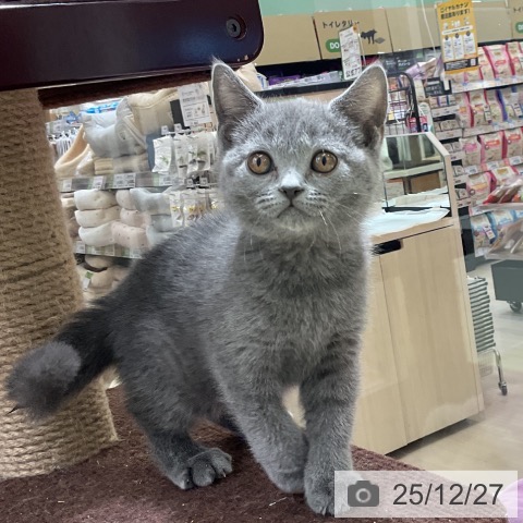 福岡県のブリティッシュショートヘアー (ペットプラス 福岡店/2025年10月14日生まれ/男の子/ブルー)の子猫の4枚目の画像