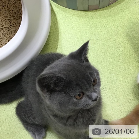 沖縄県のブリティッシュショートヘアー (ペットプラス 沖縄ライカム店/2025年10月14日生まれ/男の子/ブルー)の子猫の4枚目の画像